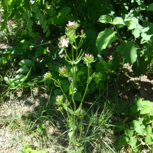 Photographie n°12092 du taxon Centaurium pulchellum (Sw.) Druce [1898]