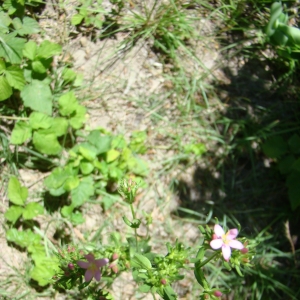 Photographie n°12093 du taxon Centaurium pulchellum (Sw.) Druce [1898]