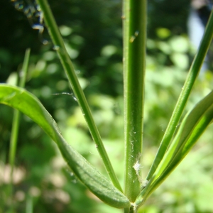 Photographie n°12096 du taxon Centaurium pulchellum (Sw.) Druce [1898]