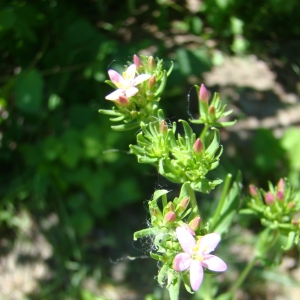 Photographie n°12097 du taxon Centaurium pulchellum (Sw.) Druce [1898]