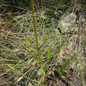 Photographie n°12105 du taxon Cephalaria leucantha (L.) Schrad. ex Roem. & Schult. [1818]