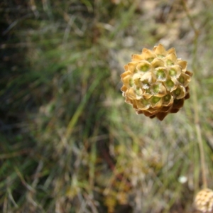 Photographie n°12110 du taxon Cephalaria leucantha (L.) Schrad. ex Roem. & Schult. [1818]