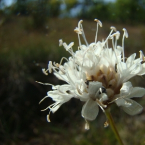 Photographie n°12113 du taxon Cephalaria leucantha (L.) Schrad. ex Roem. & Schult. [1818]