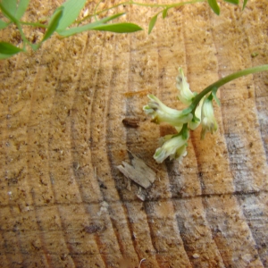 Photographie n°12120 du taxon Corydalis claviculata (L.) DC.