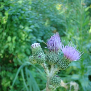 Photographie n°12122 du taxon Cirsium monspessulanum (L.) Hill [1768]