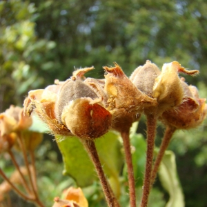 Photographie n°12139 du taxon Cistus laurifolius L. [1753]