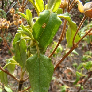 Photographie n°12147 du taxon Cistus laurifolius L. [1753]