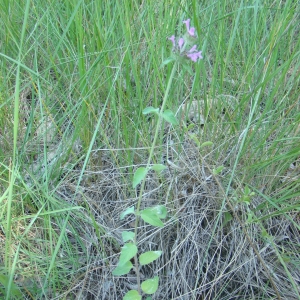 Photographie n°12155 du taxon Clinopodium vulgare L.