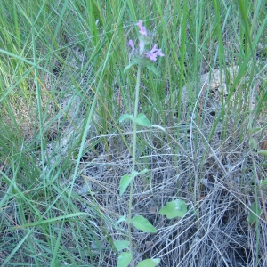 Photographie n°12156 du taxon Clinopodium vulgare L.