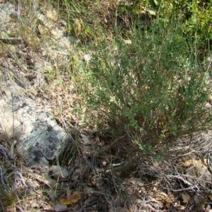 Photographie n°12175 du taxon Coronilla minima L. [1756]