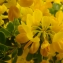   - Coronilla valentina subsp. glauca (L.) Batt. [1889]