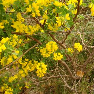 Photographie n°12183 du taxon Coronilla valentina subsp. glauca (L.) Batt. [1889]