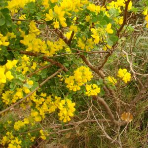 Photographie n°12184 du taxon Coronilla valentina subsp. glauca (L.) Batt. [1889]