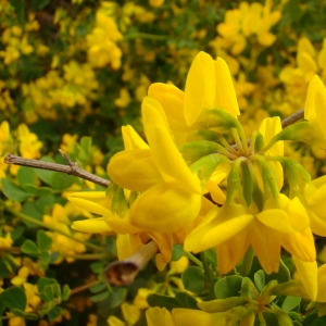 Photographie n°12188 du taxon Coronilla valentina subsp. glauca (L.) Batt. [1889]