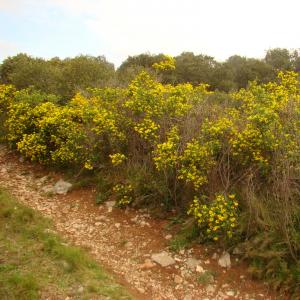 Photographie n°12194 du taxon Coronilla valentina subsp. glauca (L.) Batt. [1889]