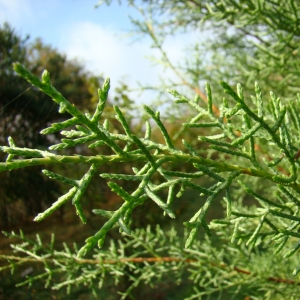 Cupressus arizonica Greene (Cyprès d'Arizona)