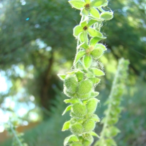 Photographie n°12208 du taxon Cynoglossum creticum Mill. [1768]