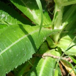 Photographie n°12238 du taxon Dipsacus fullonum L. [1753]