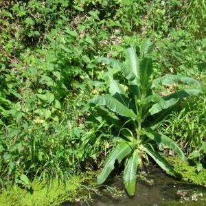 Photographie n°12239 du taxon Dipsacus fullonum L. [1753]