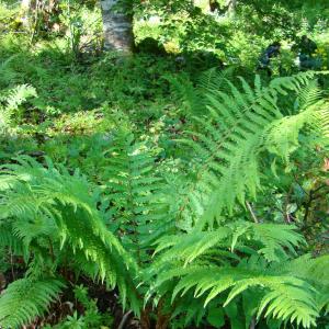 Photographie n°12246 du taxon Dryopteris affinis subsp. borreri (Newman) Fraser-Jenk. [1980]