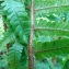   - Dryopteris affinis subsp. borreri (Newman) Fraser-Jenk. [1980]