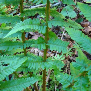 Photographie n°12248 du taxon Dryopteris affinis subsp. borreri (Newman) Fraser-Jenk. [1980]