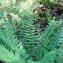   - Dryopteris affinis subsp. borreri (Newman) Fraser-Jenk. [1980]