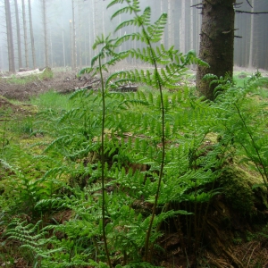 Photographie n°12251 du taxon Dryopteris dilatata (Hoffm.) A.Gray [1848]