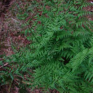 Photographie n°12257 du taxon Dryopteris dilatata (Hoffm.) A.Gray [1848]