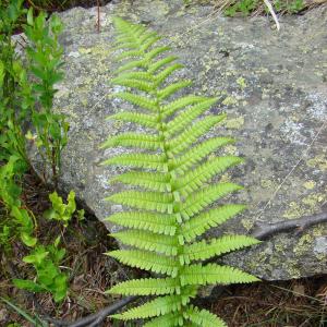 Photographie n°12261 du taxon Dryopteris oreades Fomin [1911]