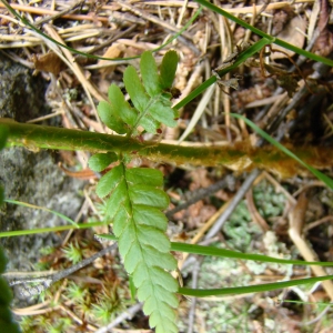 Photographie n°12262 du taxon Dryopteris oreades Fomin [1911]