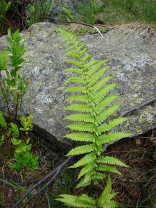 Anonyme, le 21 juin 2007 (Aragnouet (Massif du Néouvielle,proximité du chemin rive gauche du lac d'Orédon))