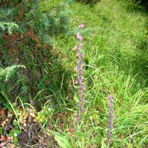 Photographie n°12264 du taxon Epipactis atrorubens (Hoffm.) Besser [1809]