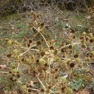 Photographie n°12274 du taxon Eryngium campestre L.