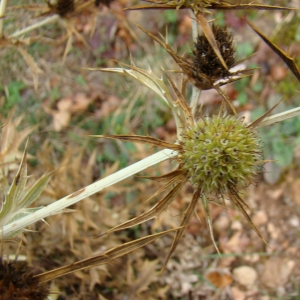 Photographie n°12275 du taxon Eryngium campestre L.