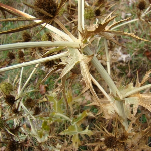 Photographie n°12276 du taxon Eryngium campestre L.