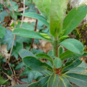 Photographie n°12282 du taxon Euphorbia amygdaloides L. [1753]