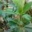   - Euphorbia amygdaloides L. [1753]