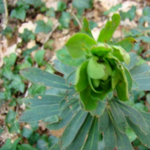 Photographie n°12283 du taxon Euphorbia amygdaloides L. [1753]