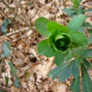 Photographie n°12285 du taxon Euphorbia amygdaloides L. [1753]