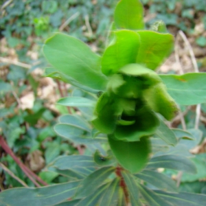 Photographie n°12291 du taxon Euphorbia amygdaloides L. [1753]