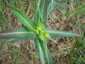Anonyme, le 30 mars 2009 (Tressan)
