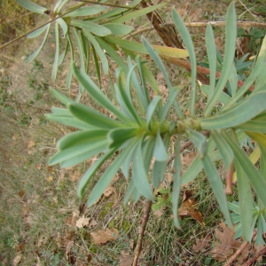 Photographie n°12314 du taxon Euphorbia nicaeensis All. [1785]