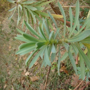 Photographie n°12315 du taxon Euphorbia nicaeensis All. [1785]