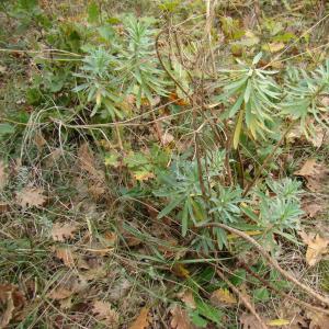 Photographie n°12318 du taxon Euphorbia nicaeensis All. [1785]