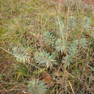 Photographie n°12320 du taxon Euphorbia nicaeensis All. [1785]