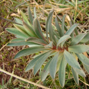 Photographie n°12325 du taxon Euphorbia nicaeensis All. [1785]