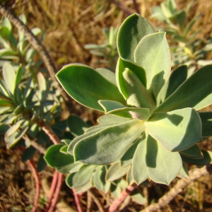 Photographie n°12336 du taxon Euphorbia nicaeensis All. [1785]