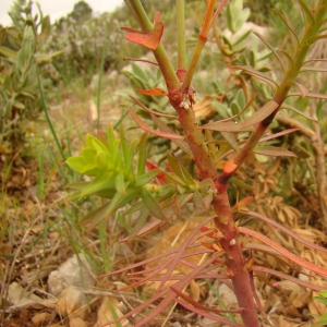 Photographie n°12338 du taxon Euphorbia nicaeensis All. [1785]