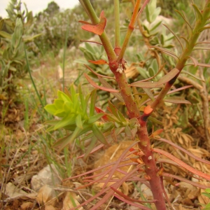 Photographie n°12339 du taxon Euphorbia nicaeensis All. [1785]